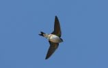 house_martin.jpg