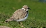 juvenile_little_ringed_plover.jpg