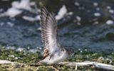 Filename=little_stint.jpg
Filesize=103KiB
Dimensions=700x435
Date added=Oct 12, 2007 little_stint.jpg
