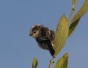 Filename=long_tailed_tit.jpg
Filesize=81KiB
Dimensions=700x539
Date added=Aug 01, 2007 long_tailed_tit.jpg