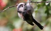 Filename=long_tailed_tit~0.jpg
Filesize=61KiB
Dimensions=700x425
Date added=Aug 31, 2007 long_tailed_tit~0.jpg