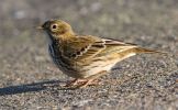 meadow_pipit.jpg