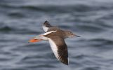 redshank_1.jpg