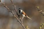 reed_bunting~0.jpg