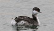 Filename=slavonian_grebe~1.jpg
Filesize=64KiB
Dimensions=700x399
Date added=Nov 16, 2007 slavonian_grebe~1.jpg