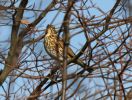 song_thrush.jpg