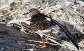 turnstone~0.jpg