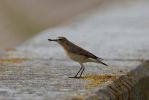 wheatear~0.jpg