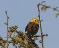 yellowhammer~0.jpg