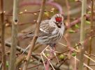 Redpoll1.jpg