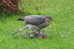 Sparrowhawk2.jpg