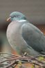 Woodpigeon2.jpg