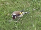 Filename=Mystery_Bird.jpg
Filesize=18KiB
Dimensions=290x216
Date added=May 28, 2015 Mystery_Bird.jpg