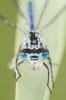 Azure-Damselfly04.jpg