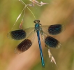 Banded-Demoiselle.jpg