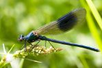 Banded_Demoiselle.jpg