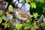 Filename=Barred_Warbler.jpg
Filesize=118KiB
Dimensions=700x467
Date added=Oct 04, 2010 Barred_Warbler.jpg