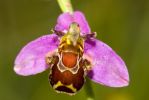 Bee_Orchid.jpg