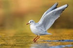 Black-headed-Gull02.jpg