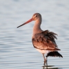 Black-tailed-Godwit08.jpg