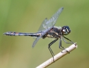 Black_Darter110825-3991b.jpg