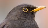 Blackbird1.jpg