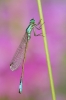 Blue-tailed-Damselfly1~0.jpg