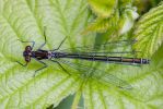 Blue-tailed_Damselfly080518-4414.jpg