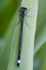 Blue-tailed_Damselfly080518-4469.jpg