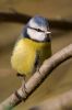 Blue_Tit080128-0811.jpg