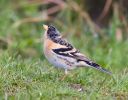 Brambling~1.jpg