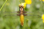 Broad-bodied_Chaser090524-214.jpg