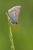 Brown-Argus.jpg