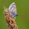 Brown_Argus100527-1882.jpg