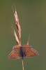 Brown_Argus110823-3912.jpg