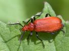 Cardinal_Beatle100531-0788.jpg