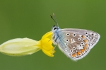 Common-Blue7.jpg