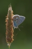 Common-Blue8~0.jpg