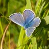 Common_Blue.jpg