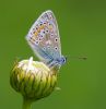 Common_Blue100526-1750.jpg