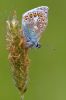 Common_Blue100531-0590.jpg