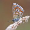 Common_Blue100730-7251.jpg