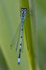 Common_Blue_Damselfly080518-4458.jpg