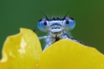 Common_Blue_Damselfly~1.jpg