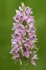 Common_Spotted_Orchid100621-4419.jpg