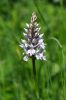 Common_spotted_orchid.jpg
