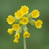 Cowslip110417-4016.jpg