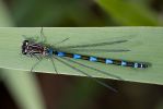 Damselfly.jpg