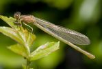 Damselfly~0.jpg