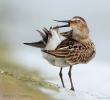 Dunlin02.jpg